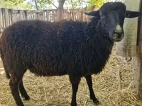 Qoʻchqor, Cameroon sheep — 3-rasm