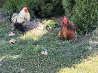Turkeys — الصورة 4