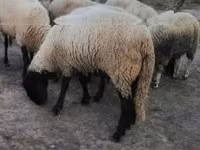 Owca, Tsigai sheep — zdjęcie 4