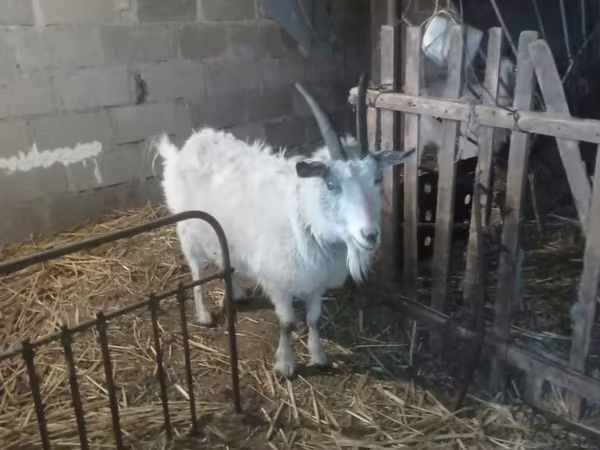 Chèvre, Saanen goat