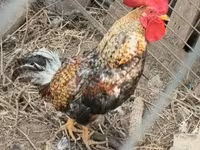 Chickens — zdjęcie 2