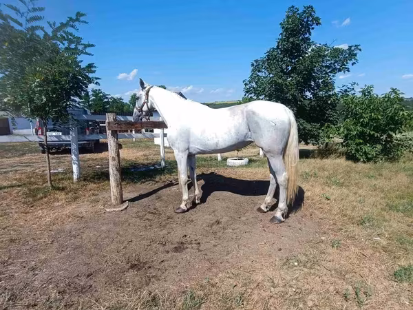Kobila, Orlov Trotter