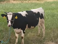 Vaca, Raza Holstein — foto 4