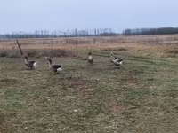 Geese — foto 3