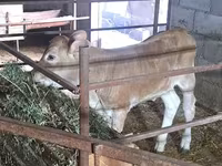 Сиыр, Swiss cattle — 8-сурет