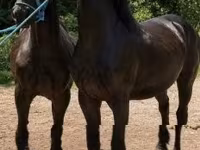 Caballo, Friesian — foto 1