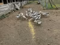 Geese — الصورة 5