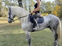 At, Andalusian horse — foto 2