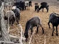 Qoyun, Racka sheep — foto 6