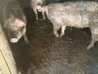 Cerdos (lote, sexo no especificado), Cerdos — foto 1