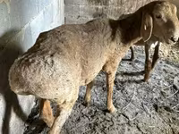 Ovca, Katum sheep — fotografija 5