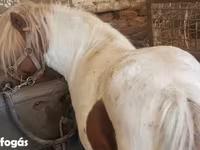 Yegua, Caballos — foto 1