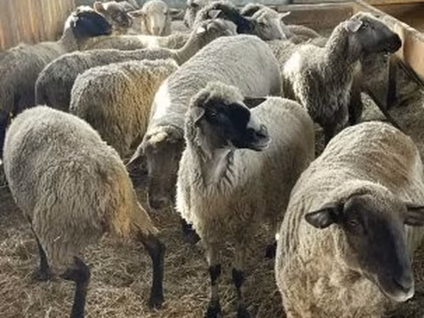 मेढ़ा, White Suffolk sheep