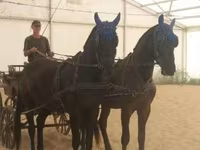 Kobila, Hungarian horse breed — fotografija 1