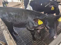 Krowa, Russian Black pied cattle — zdjęcie 2