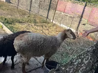 公羊, Hissar sheep — 照片 5