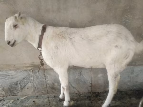 Koze (partija, pol nije naveden), Barbari goats