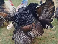 Turkeys — الصورة 1