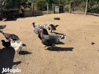 Turkeys — Foto 3