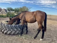 Hengst, Hungarian horse breed — Foto 7