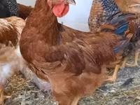 Chickens — zdjęcie 6
