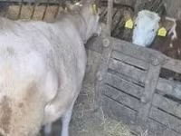 सांड, गोलस्टीन नस्ल — फ़ोटो 2