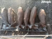 Schweine (Partie, Geschlecht nicht angegeben), Мангалица — Foto 1