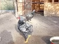 Chickens — Foto 1