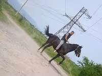 Pastuv, Standardbred — fotografija 3
