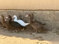 Ducks — الصورة 3