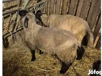公羊, White Suffolk sheep — 照片 1