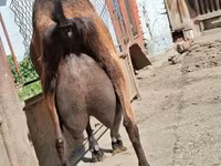 Ziegenbock, Alpine goat — Foto 5