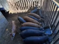 公猪, Pigs — 照片 1
