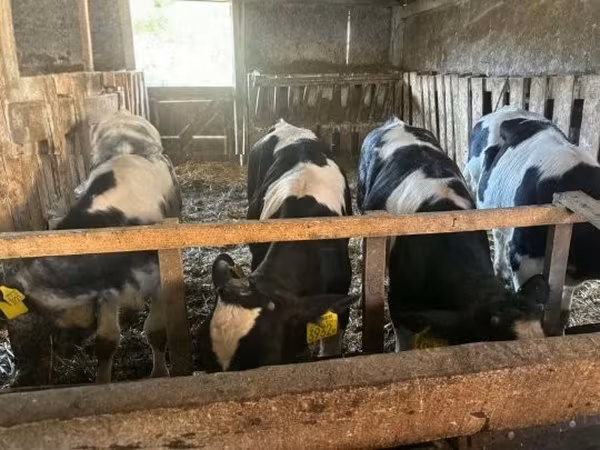 Touro, Raça Holstein — Hungria