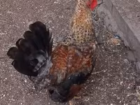 gallina danesa — foto 6
