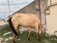 Kobila, Azerbaijan horse — fotografija 4