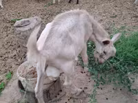 Koza, Saanen goat — fotografija 5
