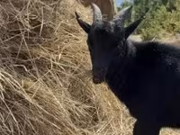 Billy Goat, Dutch Landrace goats — photo 4