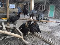 Chickens — fotografija 3
