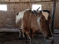 Cow, Simmental cattle — photo 3