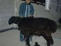 Ovan, Karakul sheep — fotografija 1