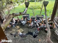 بانتام هولندي — الصورة 2