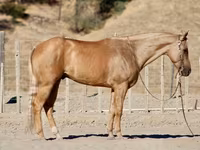 雄馬, Quarter Horse — 写真 2