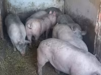 Ana donuz, Donuzlar — foto 3