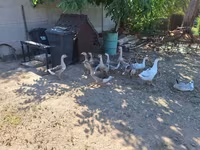 Geese — foto 2