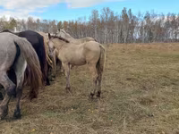 Cheval, Chevaux — photo 1
