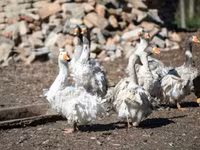Geese — zdjęcie 6