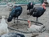 Turkeys — Foto 7