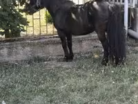公马, Australian Pony — 照片 4
