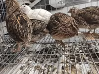 Quails — fotografija 3